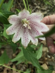 Campanula trachelium