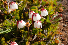 Harrimanella hypnoides