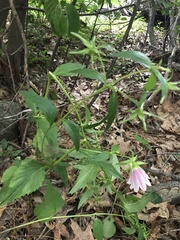 Campanula trachelium