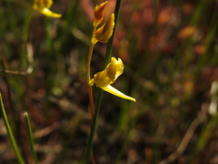Utricularia cornuta