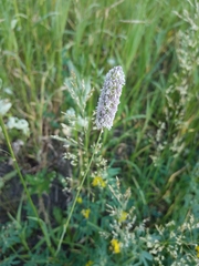 Phleum pratense