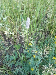 Phleum pratense