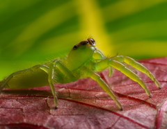 Mopsus