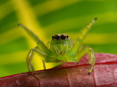 Mopsus