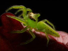 Mopsus