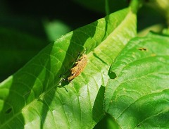 Lixus impressiventris