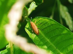 Lixus impressiventris