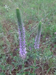 Veronica orchidea