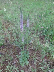 Veronica orchidea