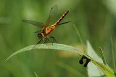 Arrenurus