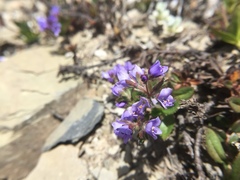 Veronica morrisonicola