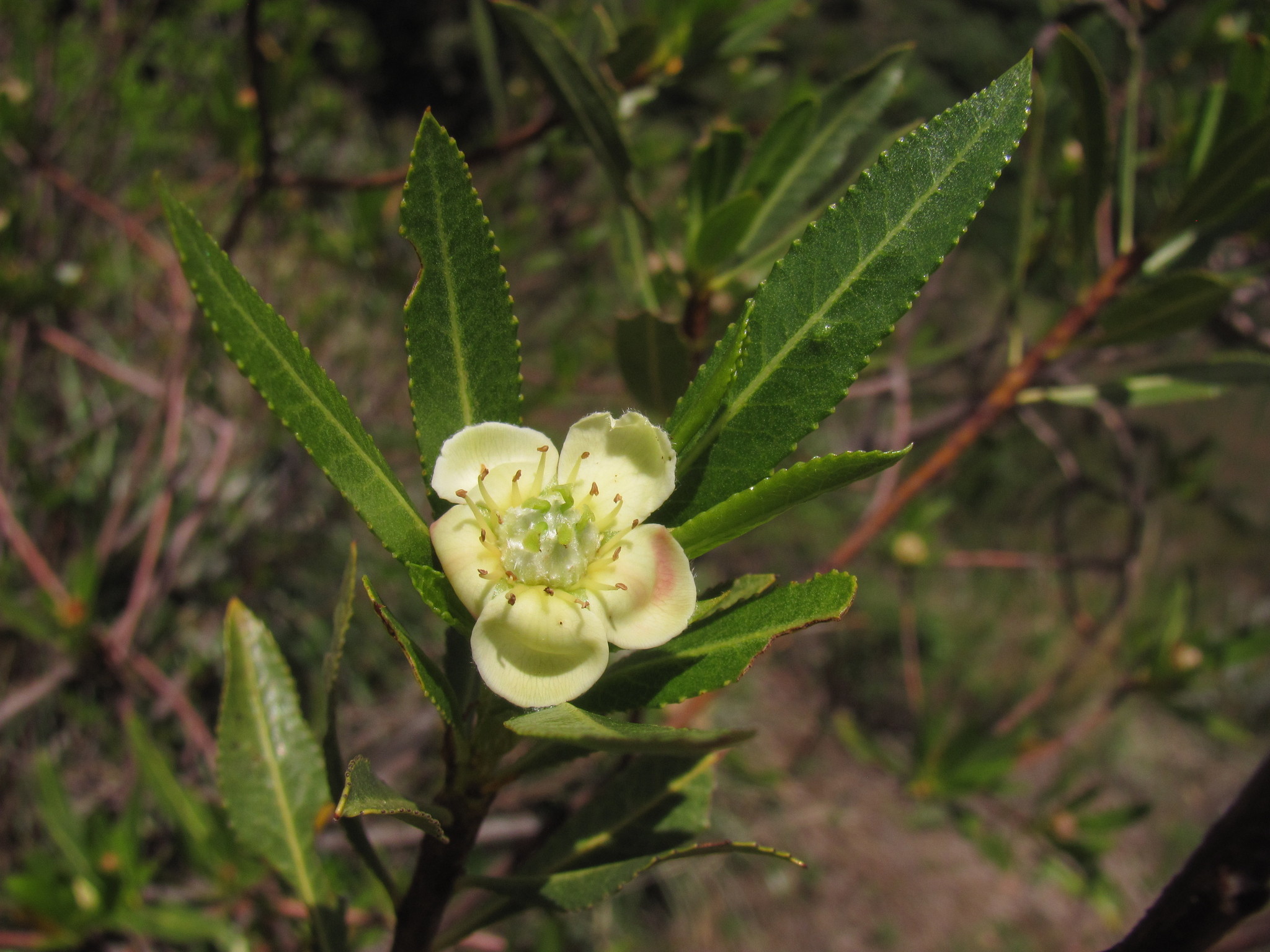 Durazno de Campo (Kageneckia lanceolata) · iNaturalist Ecuador