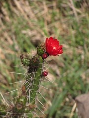 Corryocactus erectus