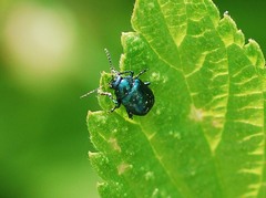 Colasposoma dauricum