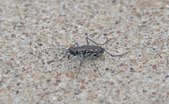 Cicindela ocellata rectilatera