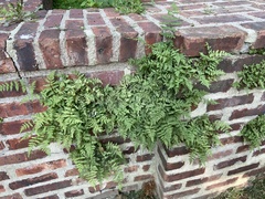 Cystopteris tennesseensis