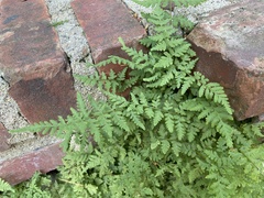 Cystopteris tennesseensis