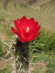 Corryocactus erectus