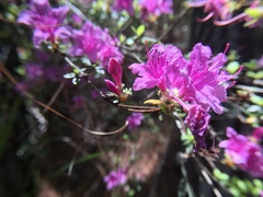 Rhododendron noriakianum