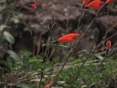 Salvia oppositiflora