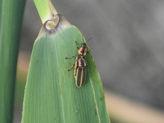 Pyractomena angulata
