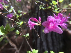 Rhododendron noriakianum