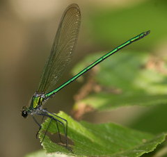 Calopteryx angustipennis