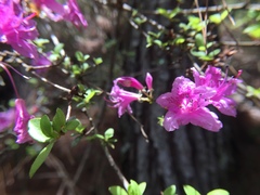 Rhododendron noriakianum