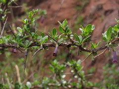 Dunalia spinosa