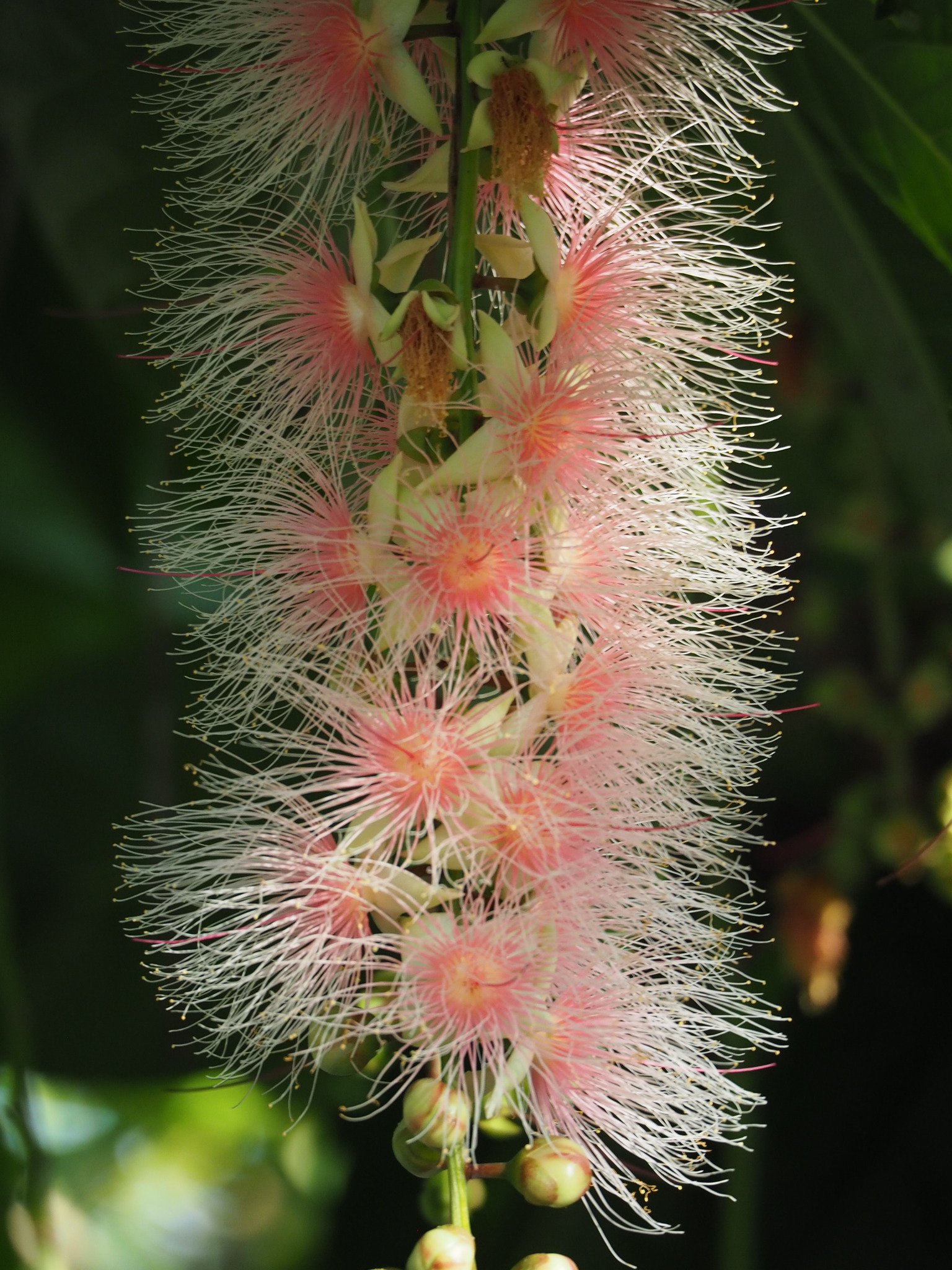 Barringtonia racemosa