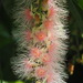 Barringtonia racemosa - Photo Ningún derecho reservado, subido por 葉子