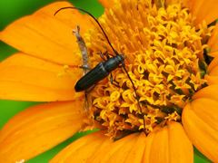 Ischnocnemis caerulescens