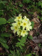 Primula elatior