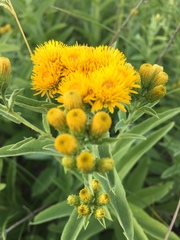 Pentanema germanicum