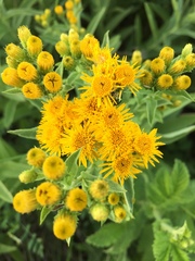 Pentanema germanicum