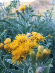 Pentanema germanicum