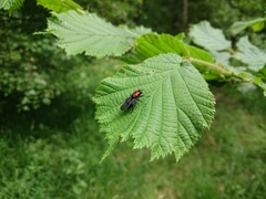 Clitellaria ephippium
