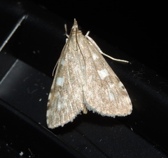 Udea olivalis