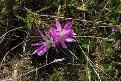 Colchicum montanum