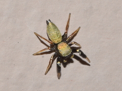Sassacus barbipes