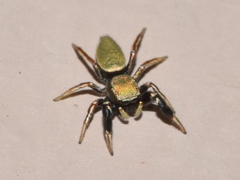 Sassacus barbipes