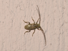 Eupogonius triangularis