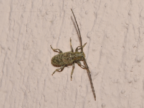 Eupogonius triangularis · iNaturalist