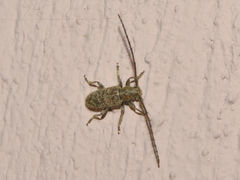 Eupogonius triangularis