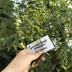 Sorbus aucuparia