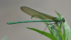 Calopteryx angustipennis