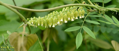 Sophora flavescens