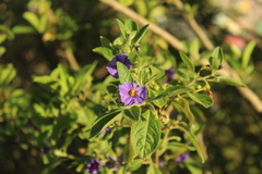 Lycianthes lycioides