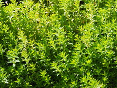 Limnophila aromatica