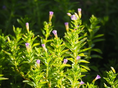 Limnophila aromatica